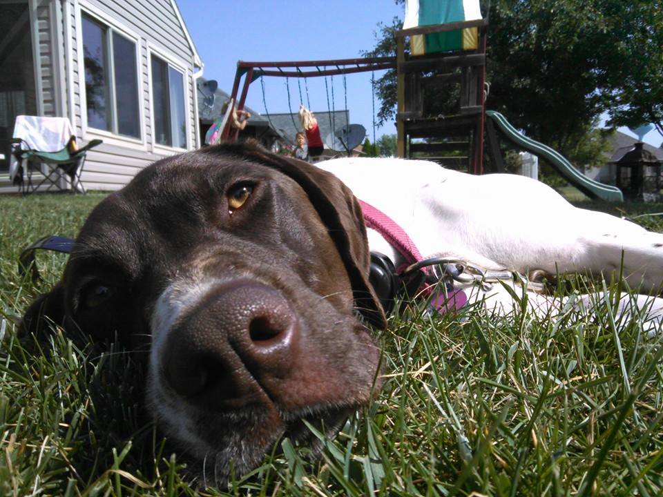 What a Runaway Dog Teaches About Sin Nature