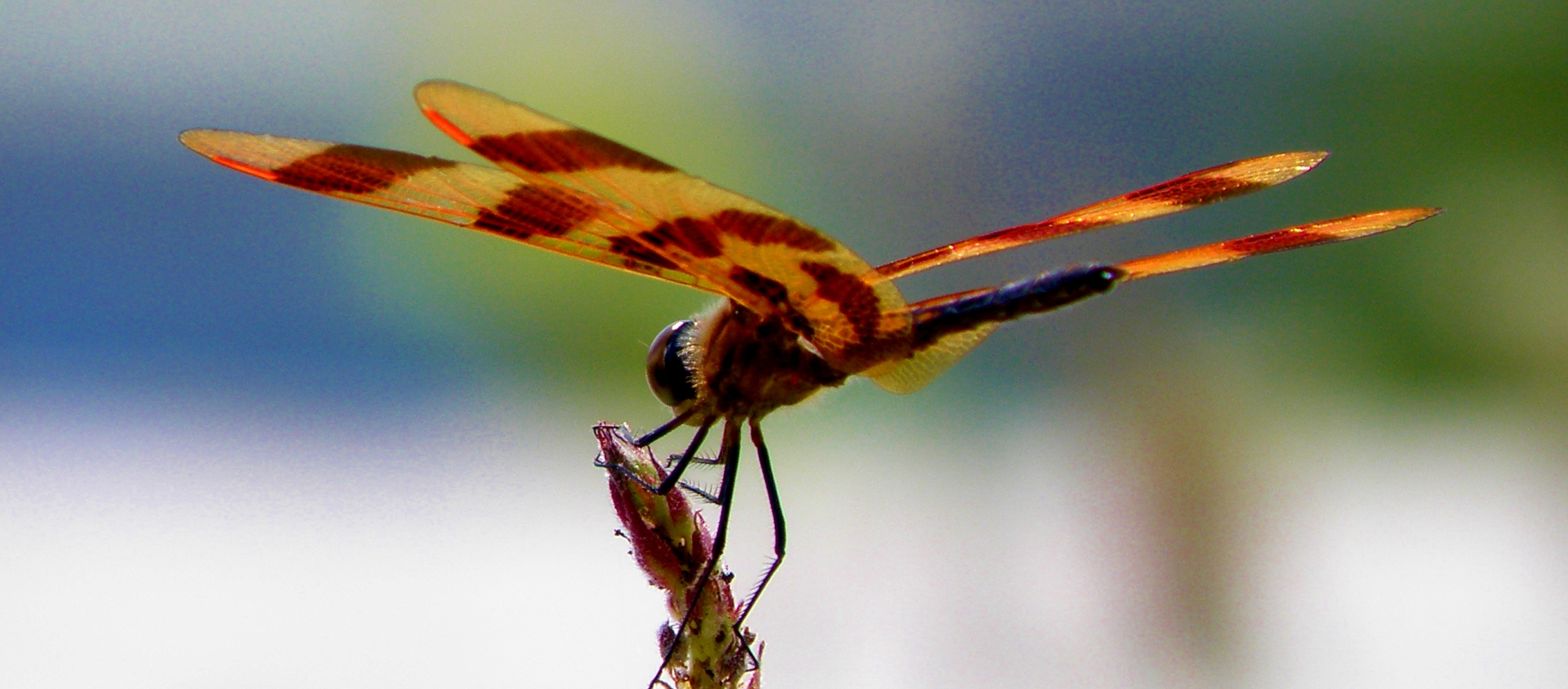 Few creatures have as interesting a life metamorphosis as a dragonfly.