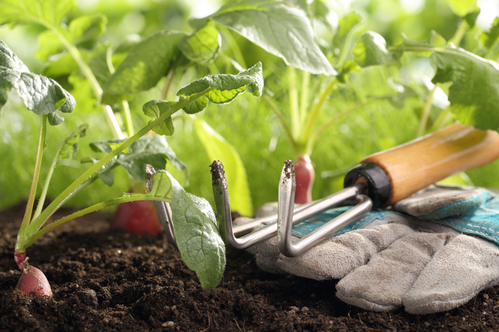 Busy Life? Time to Thin the Radishes