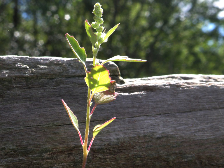 How a Letter to My Daughters Changed My Life and Saved 1Glories