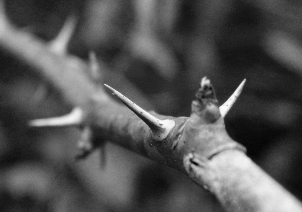 Life’s Thorns: Dude! What Happened to Your Lip?