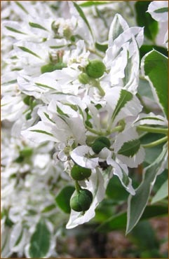 How Flowers Inspire Pathways Out of Darkness