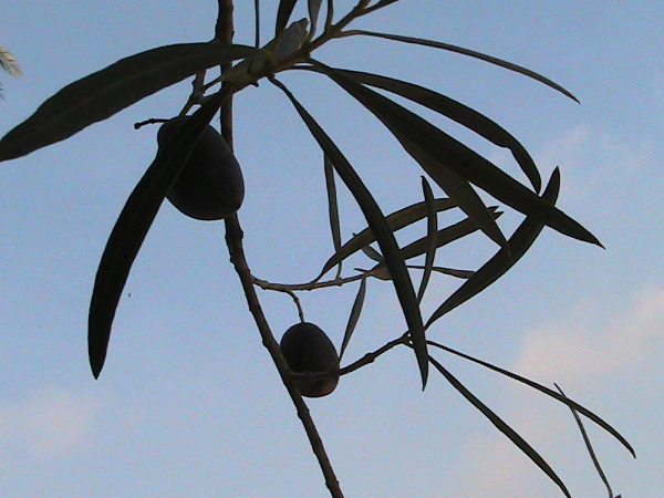 Who Else Feels like a Barren Olive Tree?