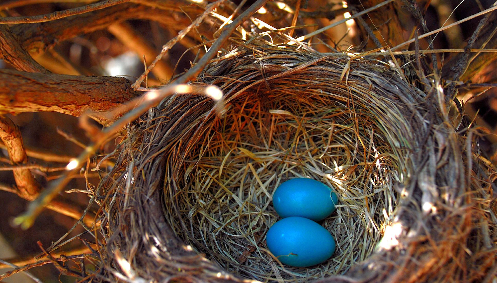 Securing Your Nest Against the Storms of Life