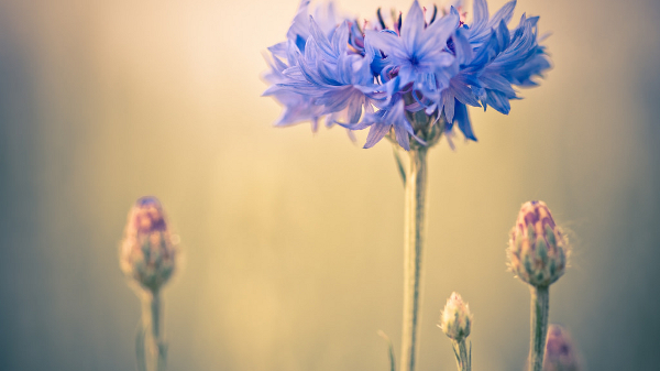 The Origin Story of 1Glories Found in Listen Up, Kids