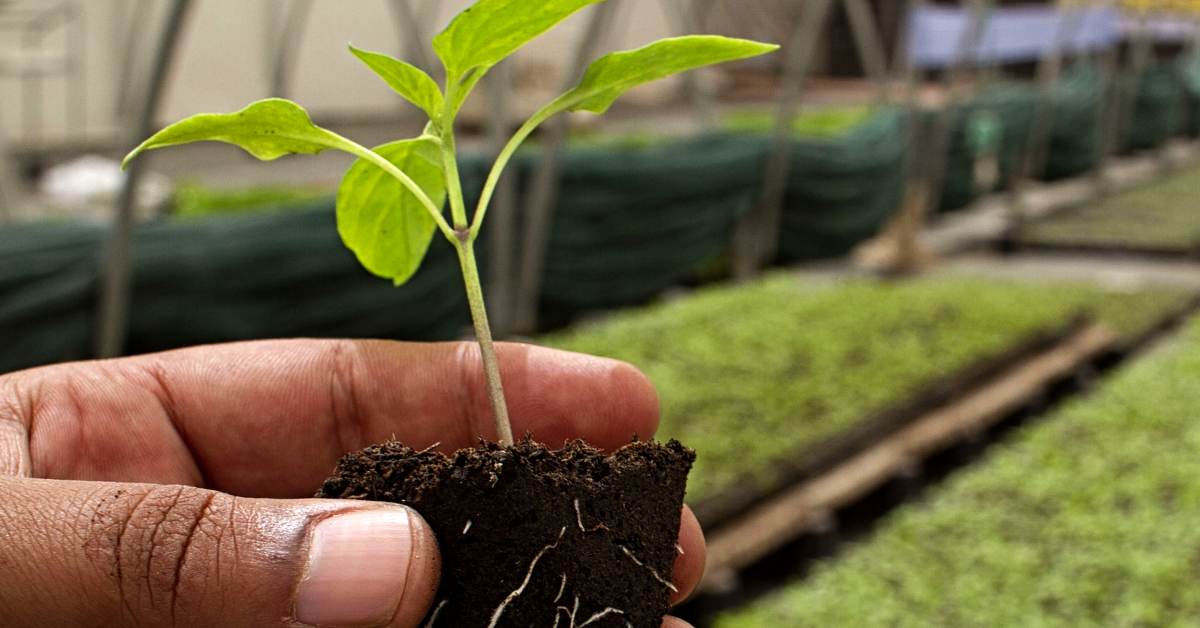 How Phil Vischer’s Second Act Rises Above the Loss of Veggie Tales